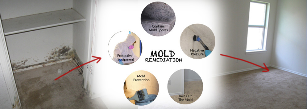 Hire Local Mold Remediation